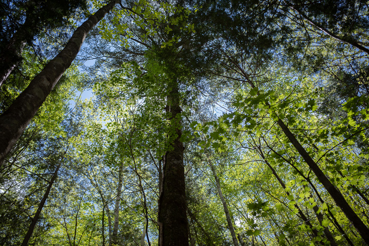 2021年7月4日　ホームページ・フルリニューアル