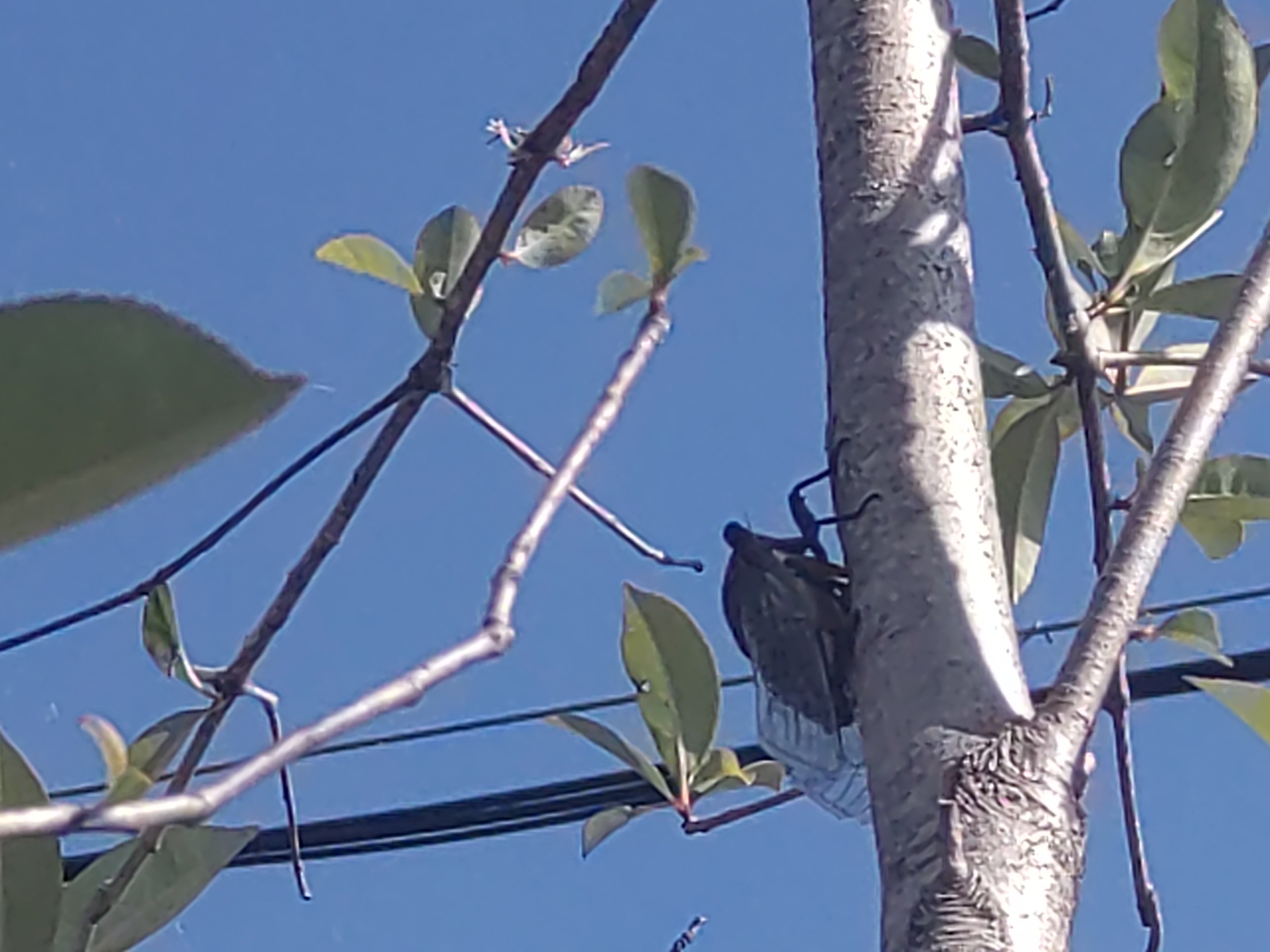 真夏の見学会　多くの皆様に見て頂けました